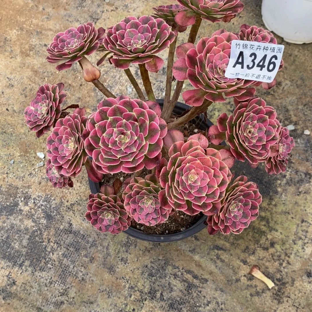 祝融小棵福利，346
