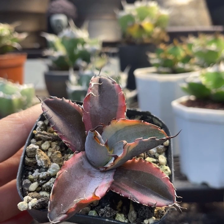 【闪购商品】蓝鲸 黄腹轮