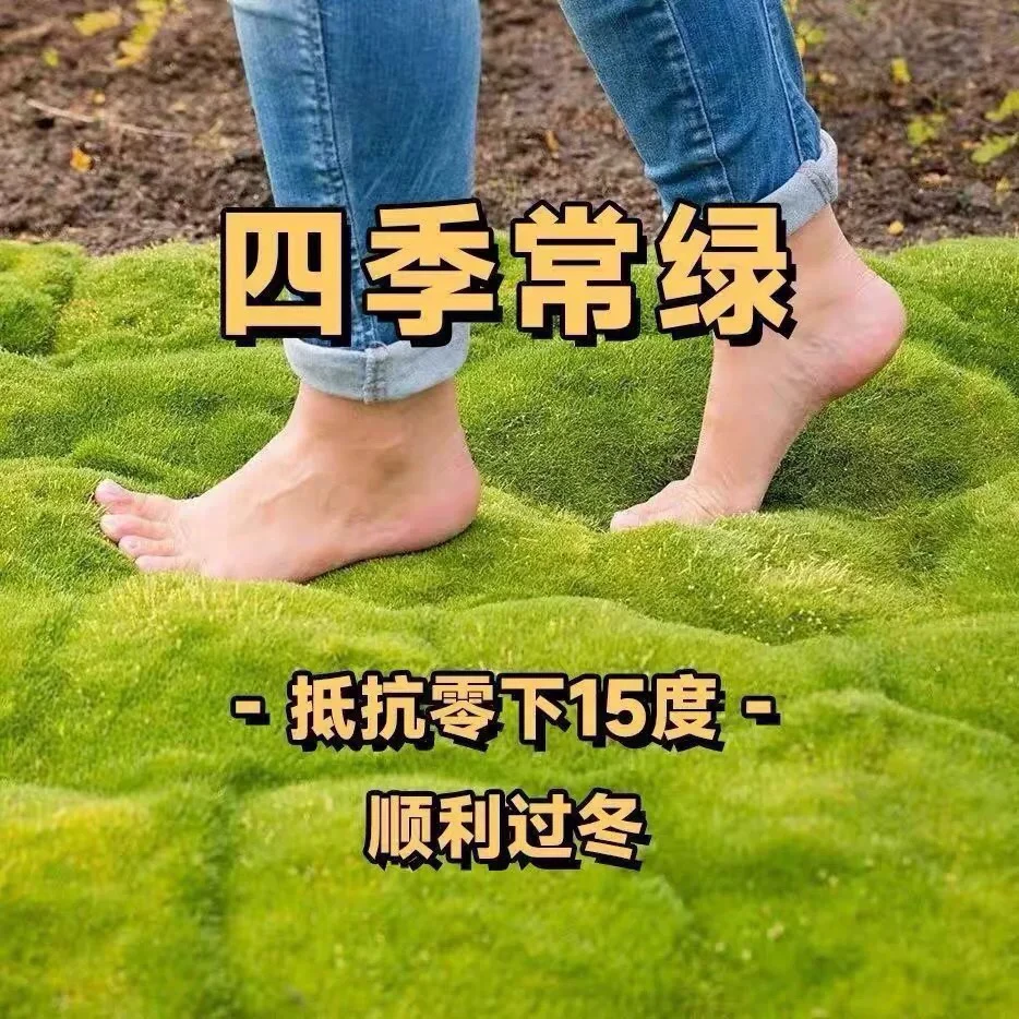 爱尔兰珍珠草四季常绿草坪多年生耐寒耐旱庭院盆栽景观绿化宿根