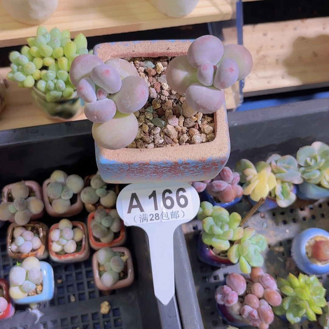 A166大叶彩虹奶一物一拍