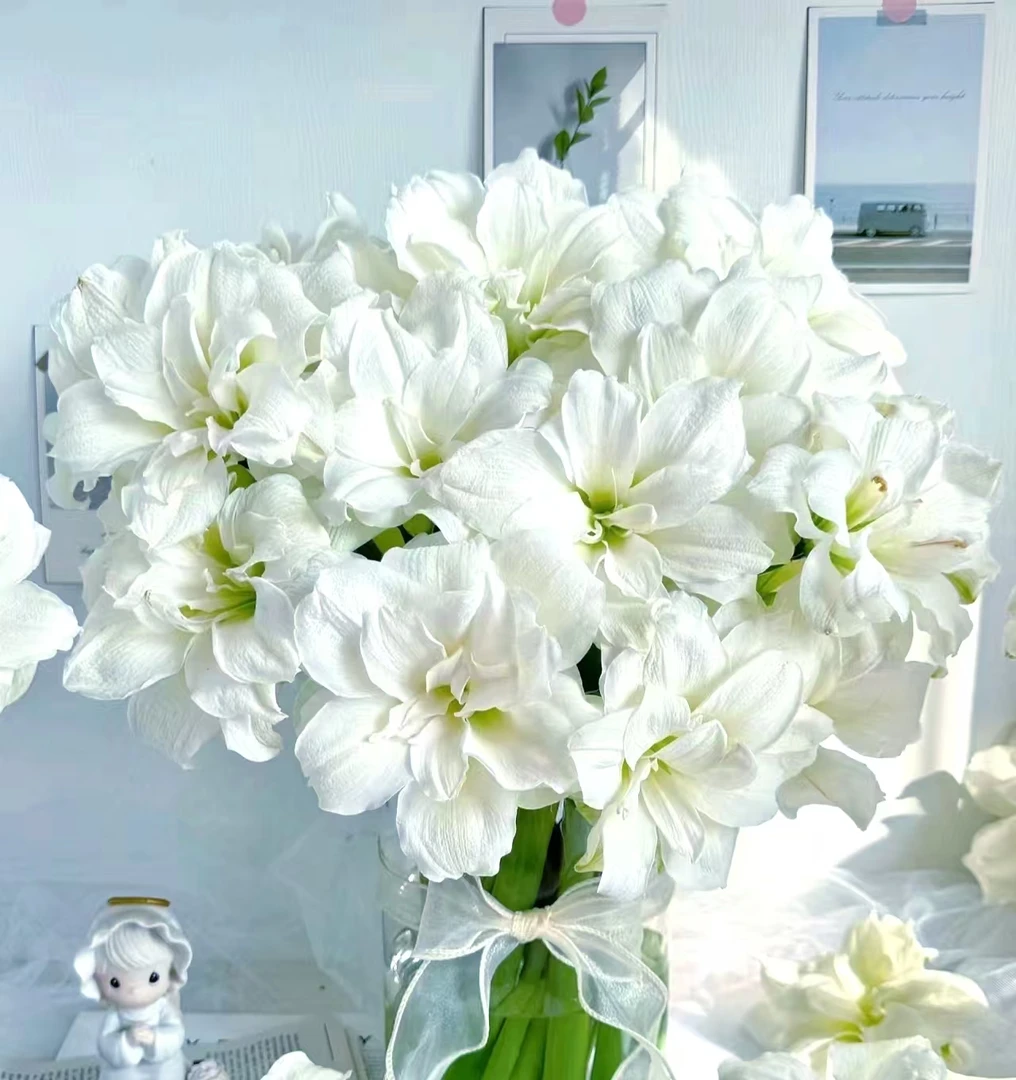 【紫薇专属】阿弗雷种球 6厘米 1颗白色爆花爆崽阳台 云南鲜花绿植