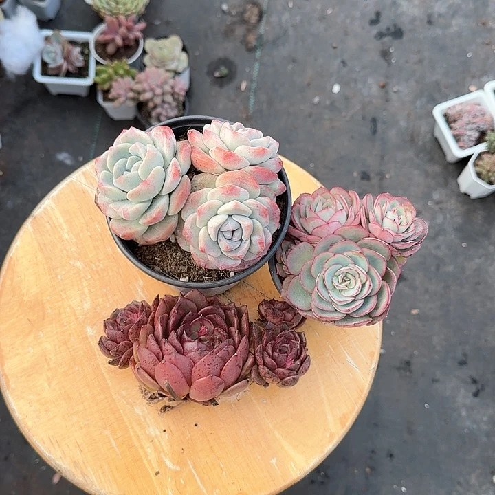 青蛙王子儿童牙膏111