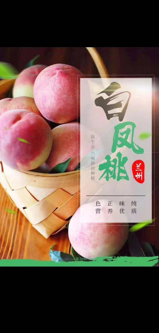 兰州白粉桃【甘肃省内包邮】产地直供，现摘现发。