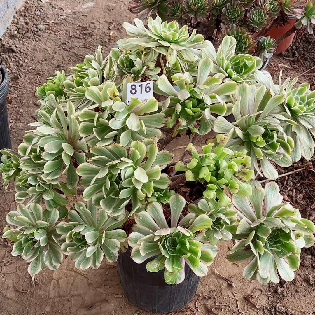 无花朵清****7多肉植物816