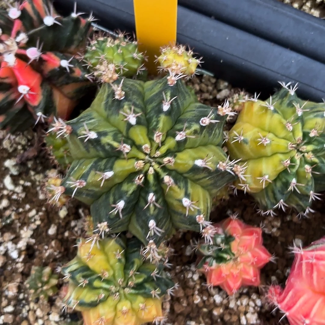 628-0914泰国发货 绿水鬼