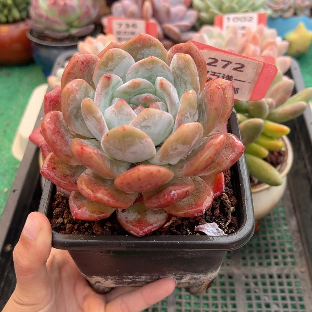 表妹精品多肉植物272.