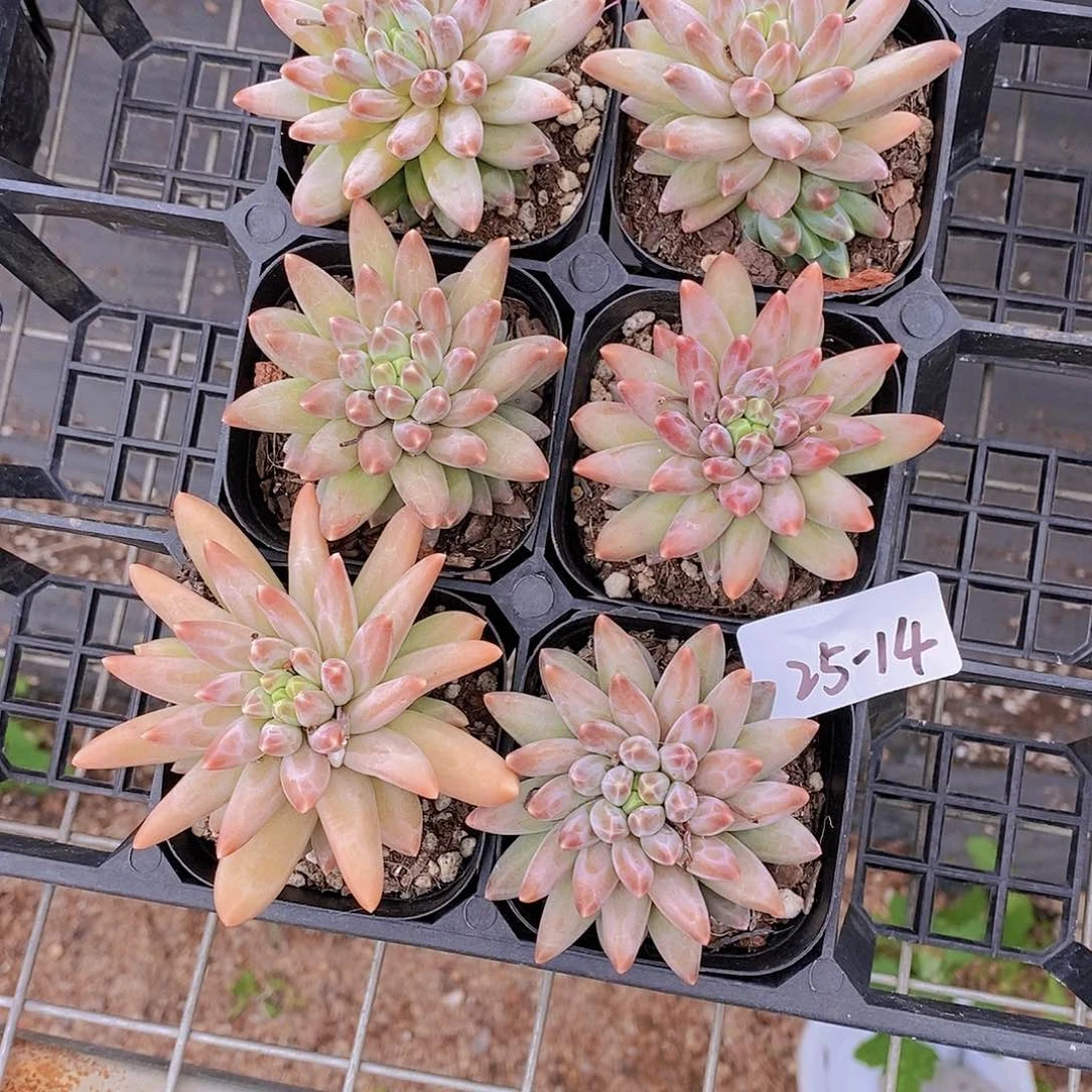 25-14- 偏红乌拉福利一颗 量拍