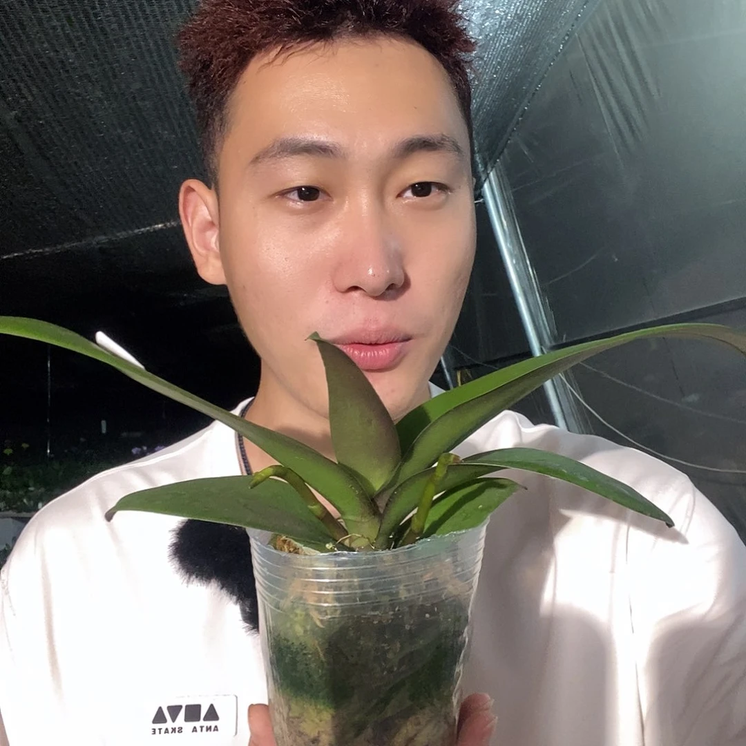无花朵年年有余蝴蝶兰