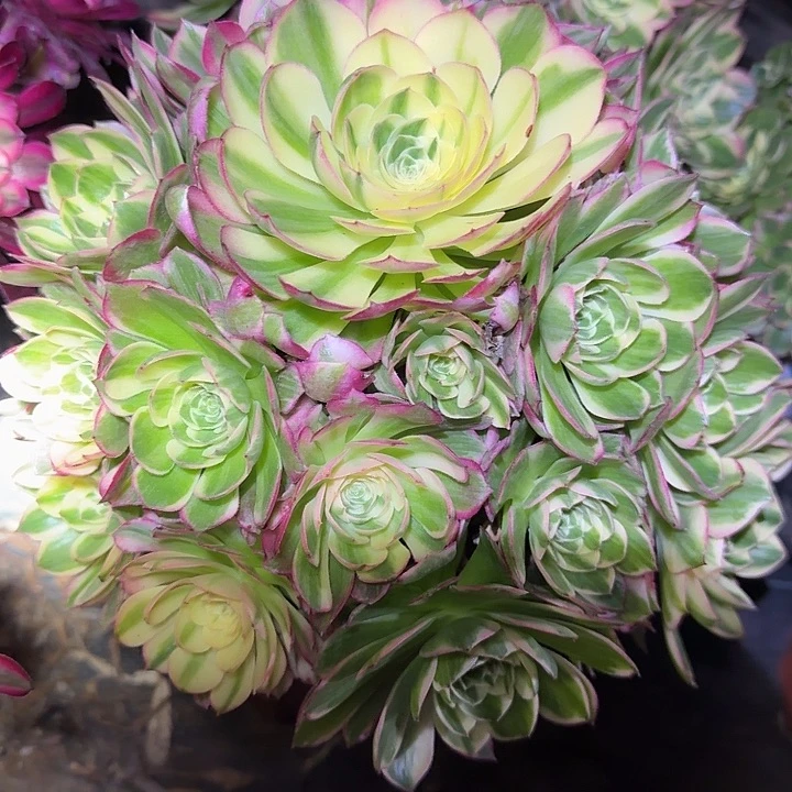 精品海王老桩特价福利