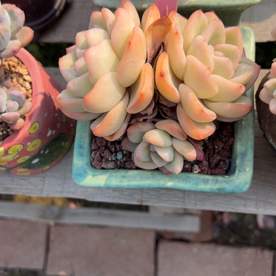 S*Hb120多肉植物aaa