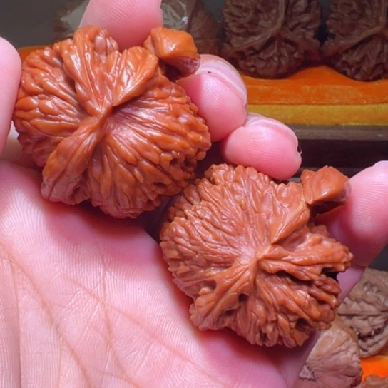 把件文玩核桃龙角白狮犀牛角茶壶角双角孤品