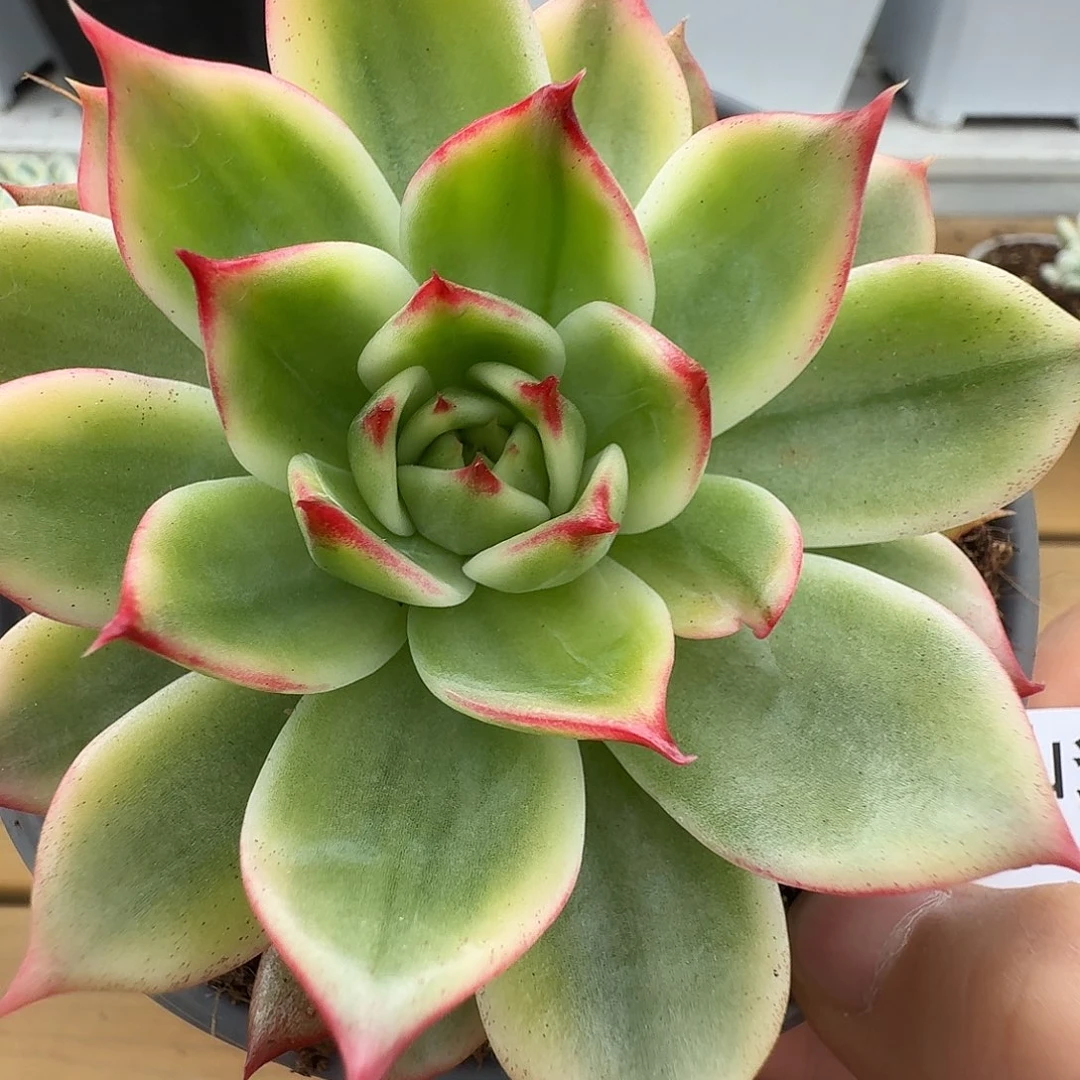 桃花锦1111109-193