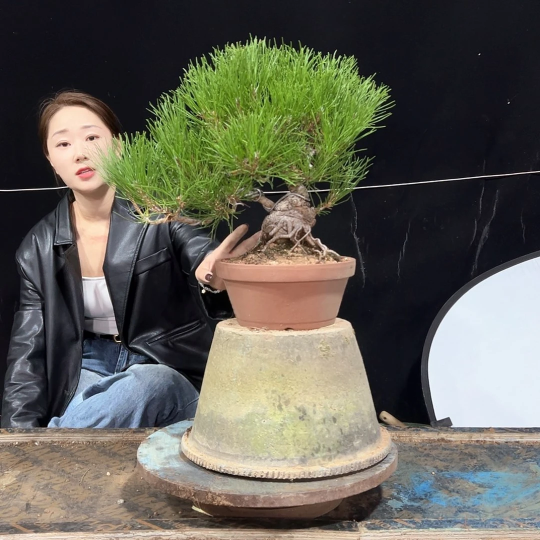 无花朵黑松老盆口盆景