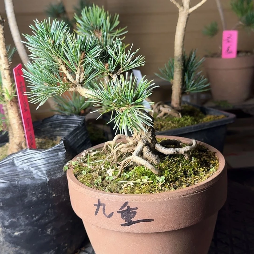 不开花植物知****8