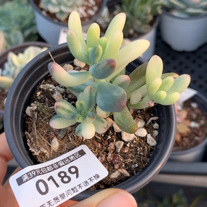 无花朵乙女心锦多肉植物