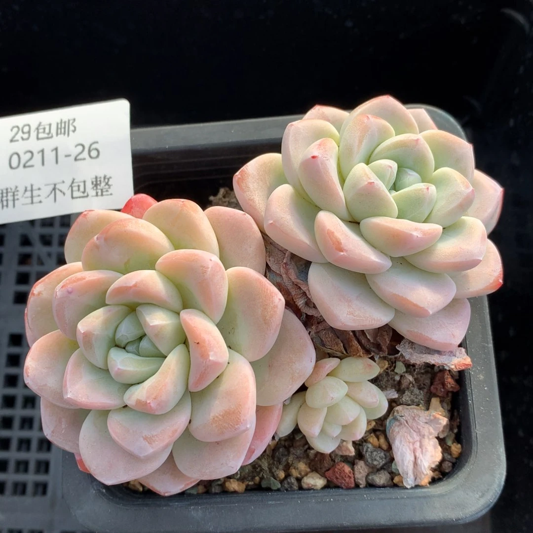 0211-26 冰玉老桩