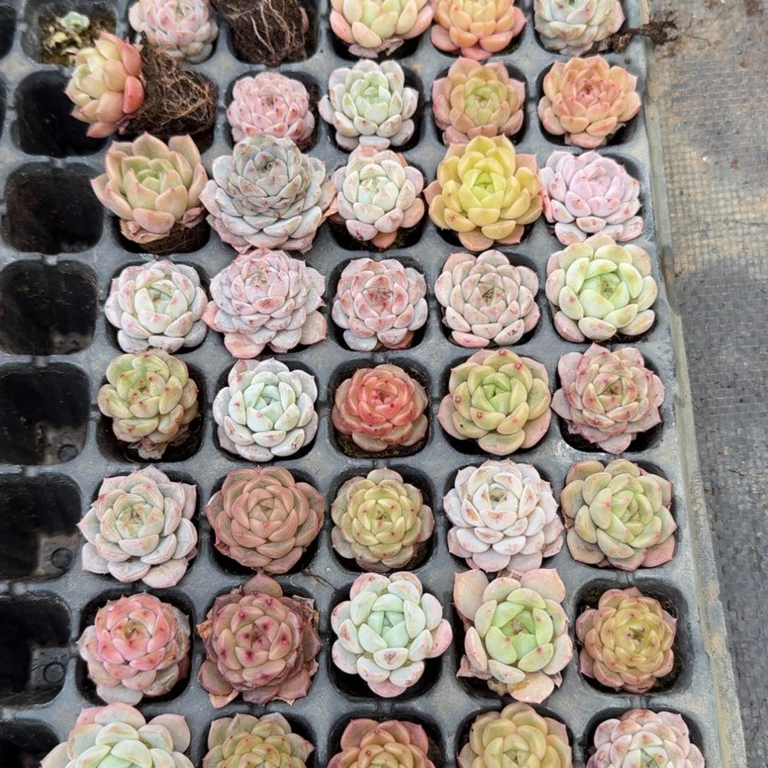 绿姬糖心40颗量拍17-45