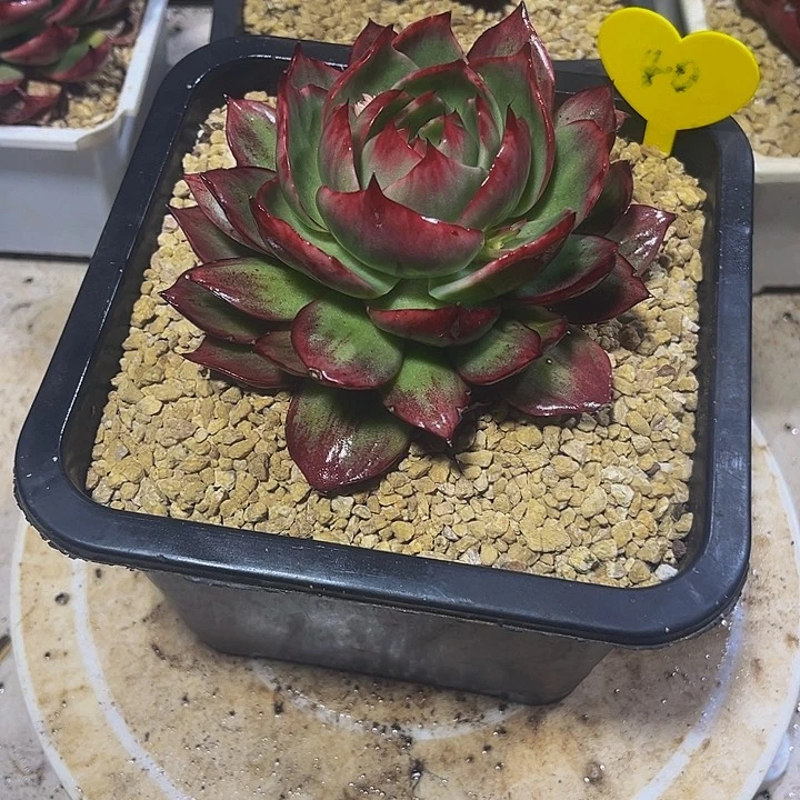 慧*惊鸿仙子多肉植物40