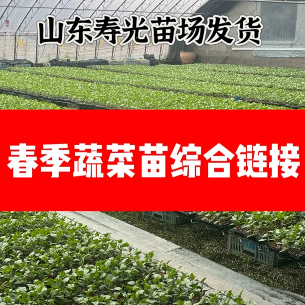【山东寿光对版发货】春季番茄辣椒西瓜黄瓜苗大全盆栽地栽种植