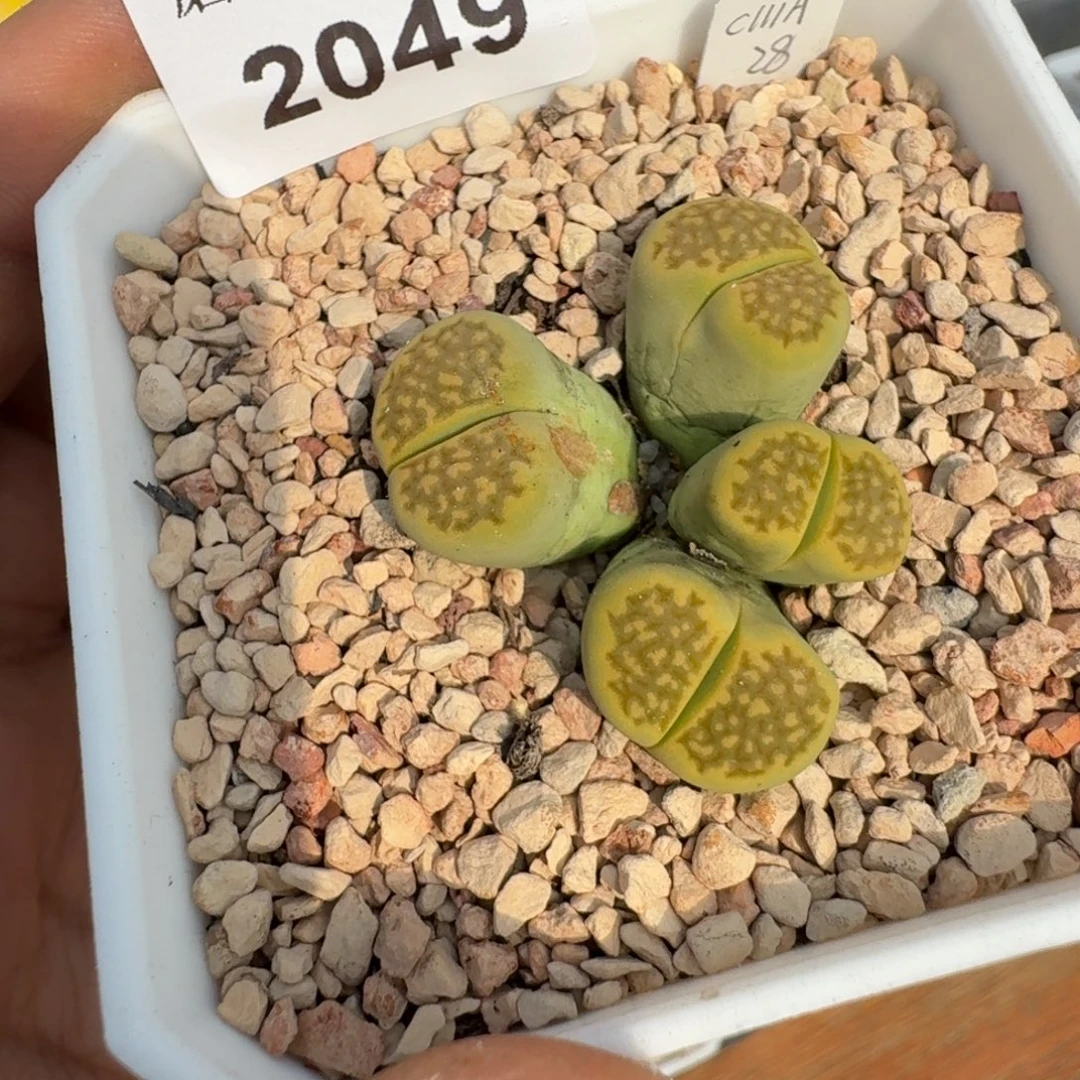 蘑菇蘑菇2049黄巴厘群生