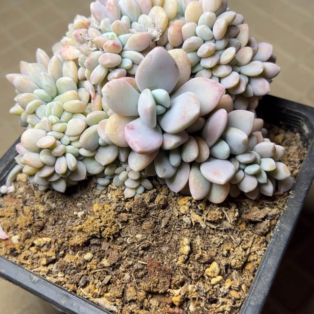 【闪购商品】粉兔缀多肉68