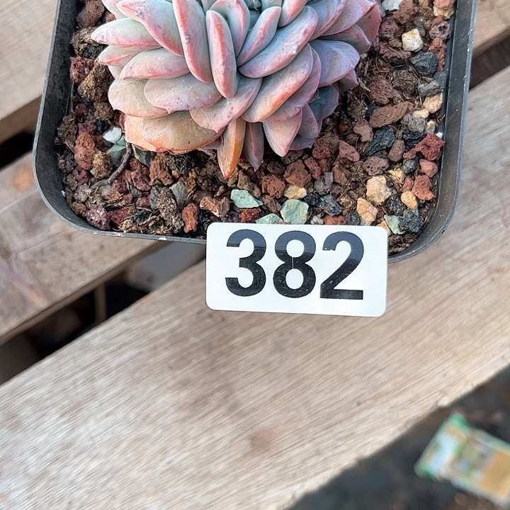 张*亿多肉植物一物一拍