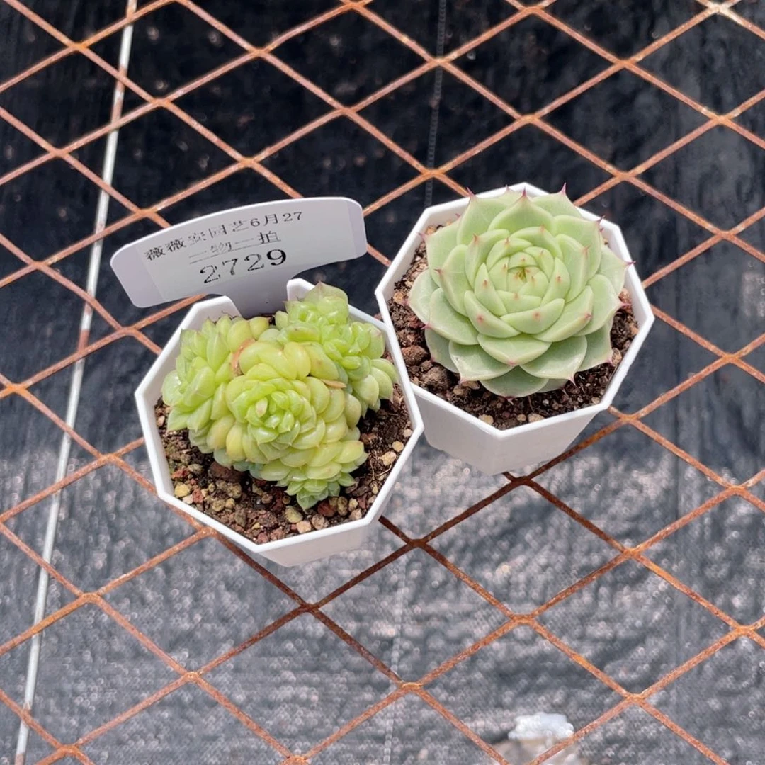薇薇安园艺多肉2729