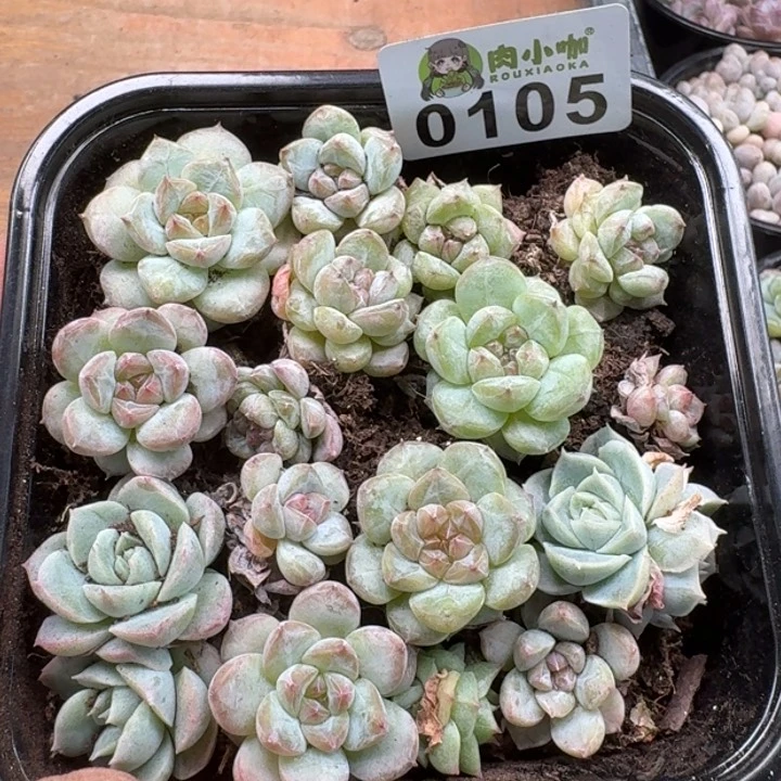 当前无花朵，栽培后可花朵多肉植物多肉植物