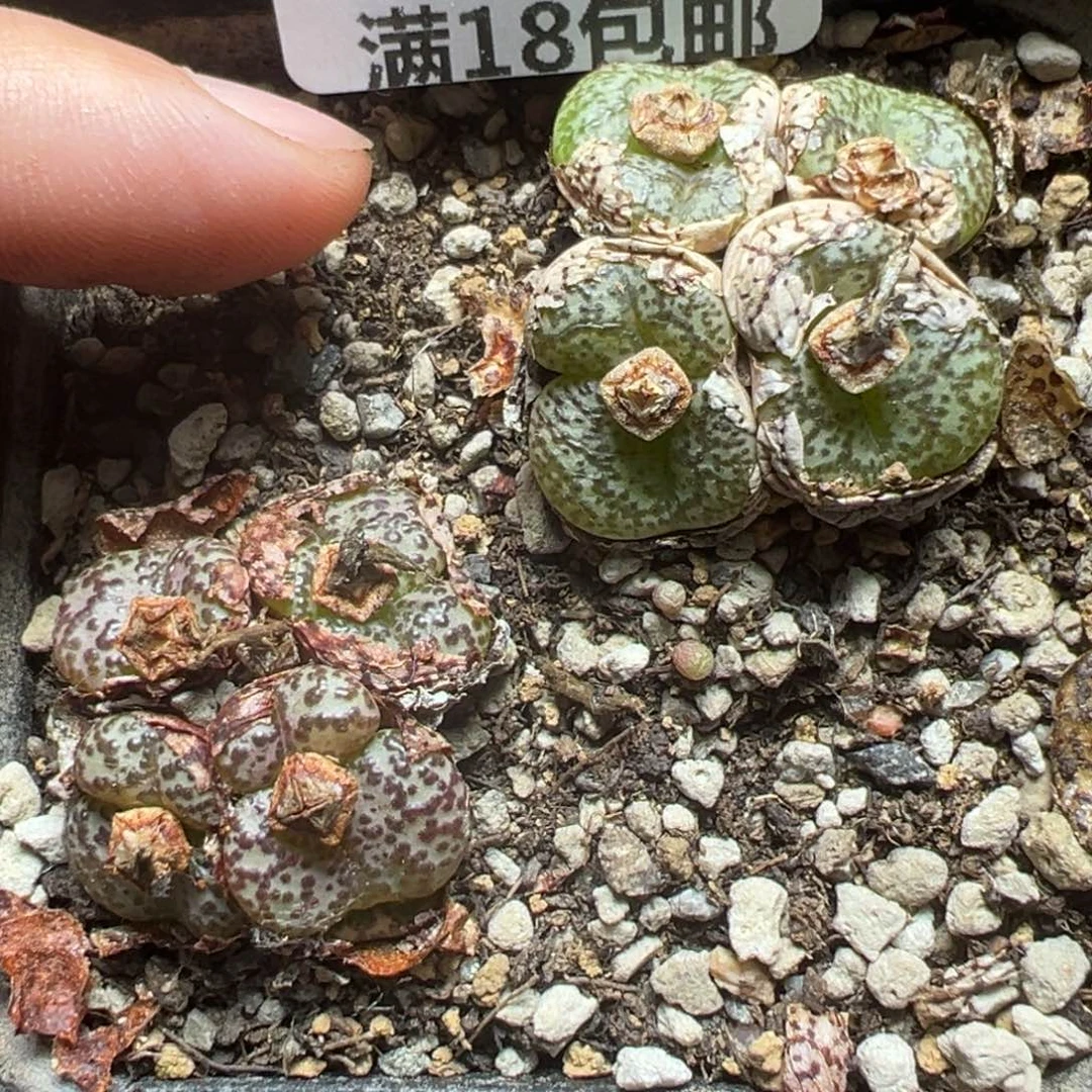 【闪购商品】814……