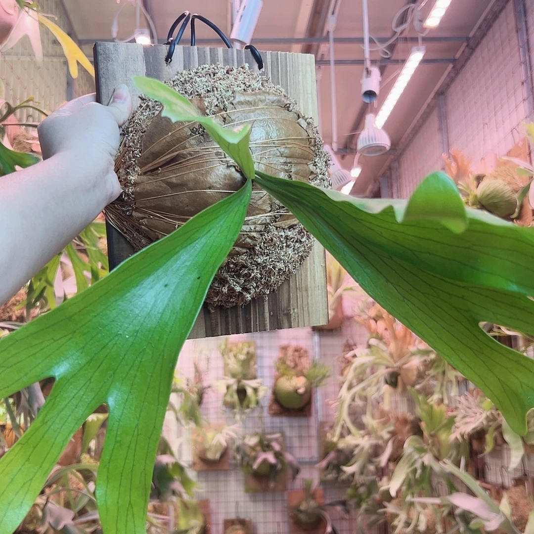 无花朵深绿a68。