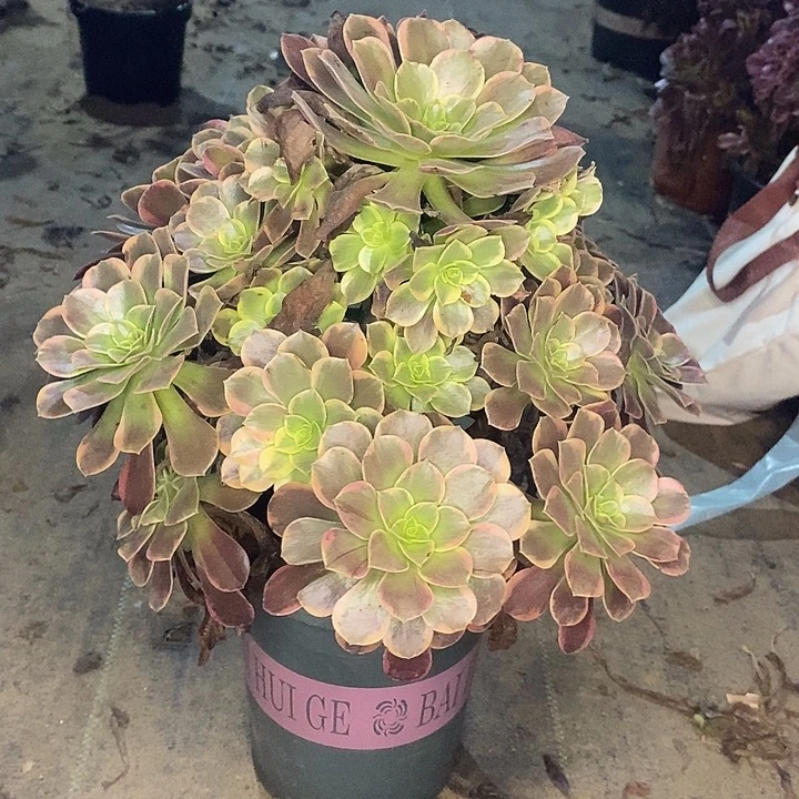 金丝雀多肉植物018