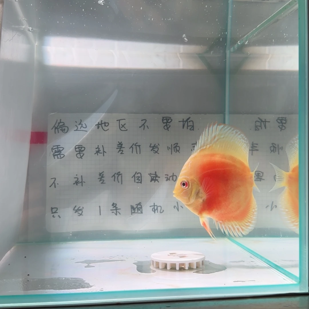 七彩神仙鱼肉身7-8偏远地区不拍