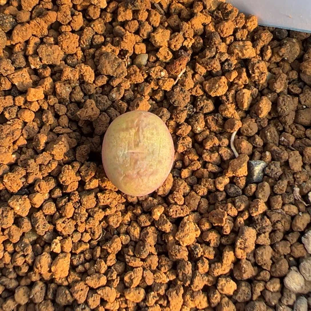 18-43肉锥多肉植物