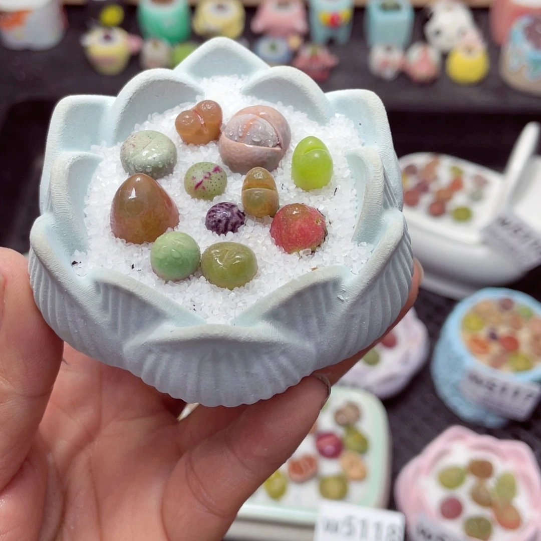 w5124 带盆土发货-零下地区拍保温箱