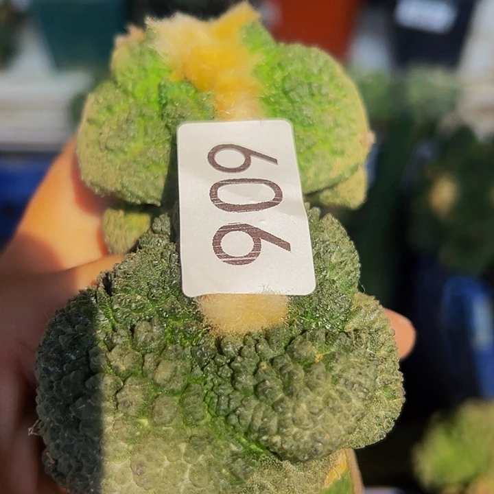 无花朵福利大尤哥牡丹909