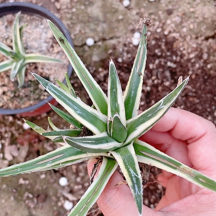 雪山小颗测芽龙舌兰