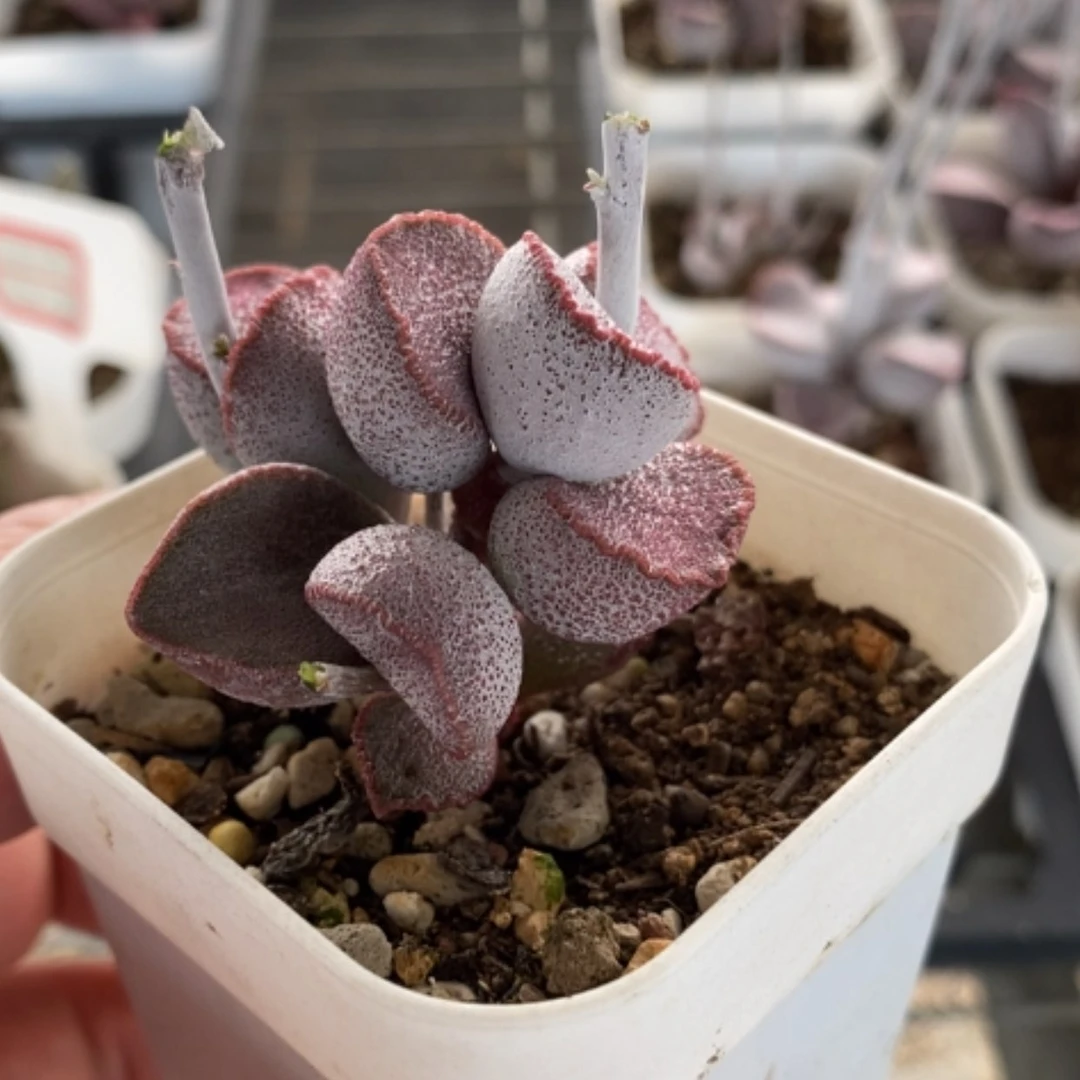 【闪购商品】无花朵