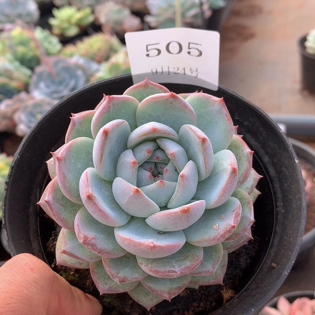 【闪购商品】云505号香提卡8厘米