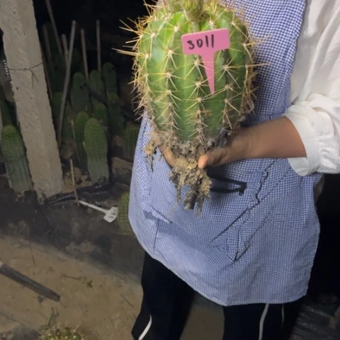 冰*克斯丁3011毛花柱微瑕