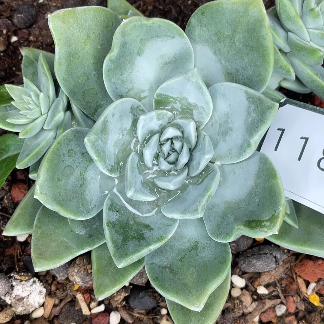 11817墨西哥花朵苹果叶