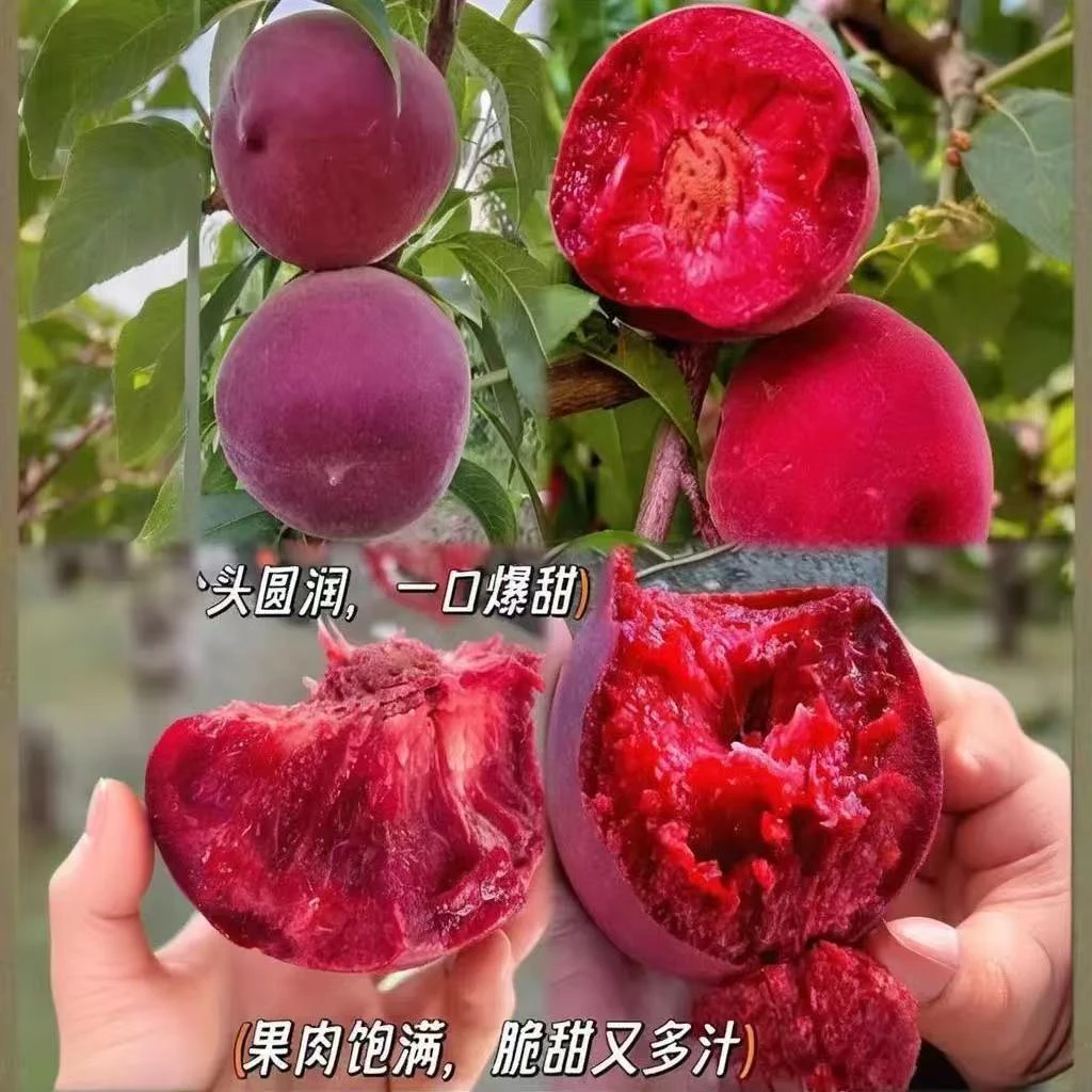 桃树苗嫁接水蜜桃树苗特大早熟新品种苗耐寒南方北方种植当年结果