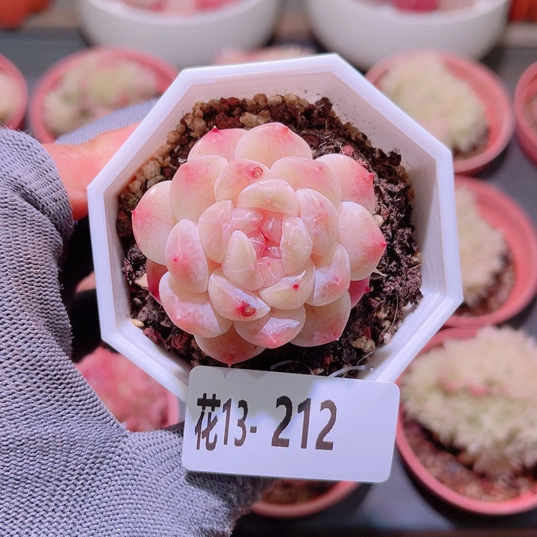 花13-212秘境冰魄