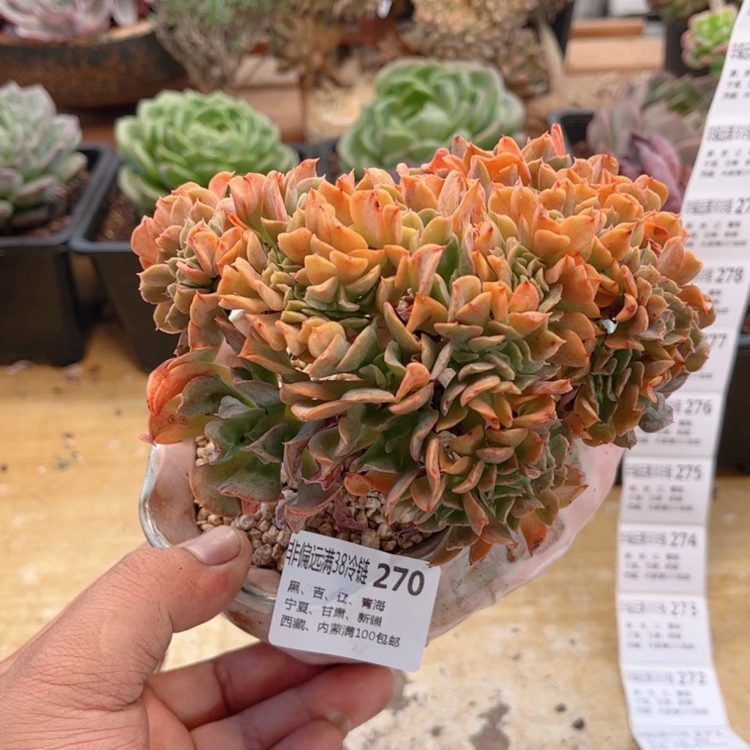 270黑鹰缀德华多肉