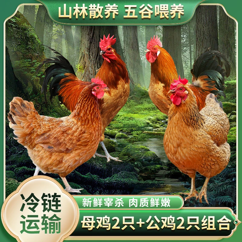 【燕子专属】2只2年母鸡+2只2.5斤公鸡（净膛）组合装4只净重9斤