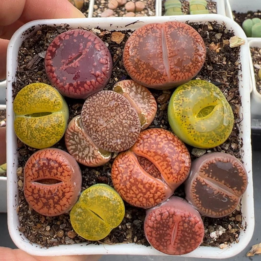 1.23好看的多肉387