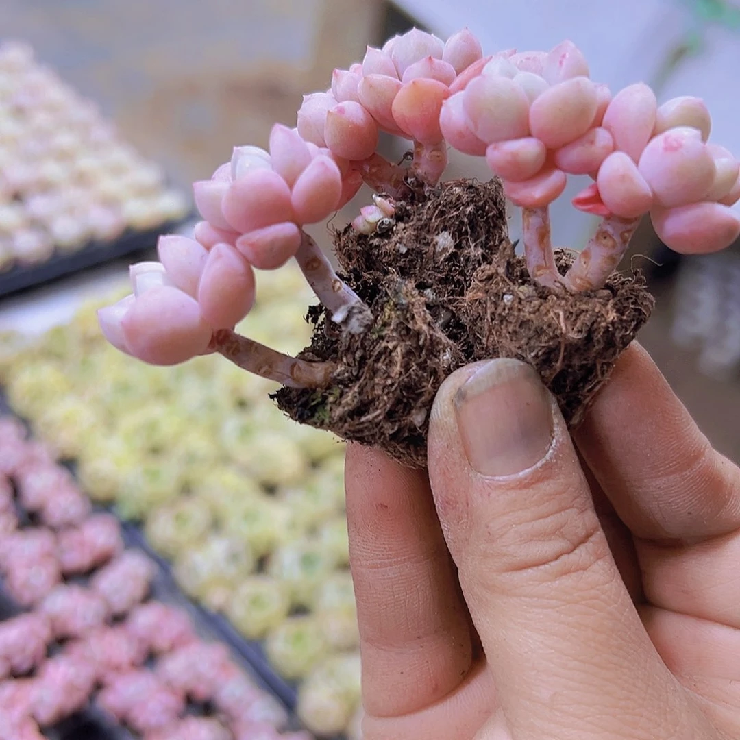 双头小老桩花瓣露3个