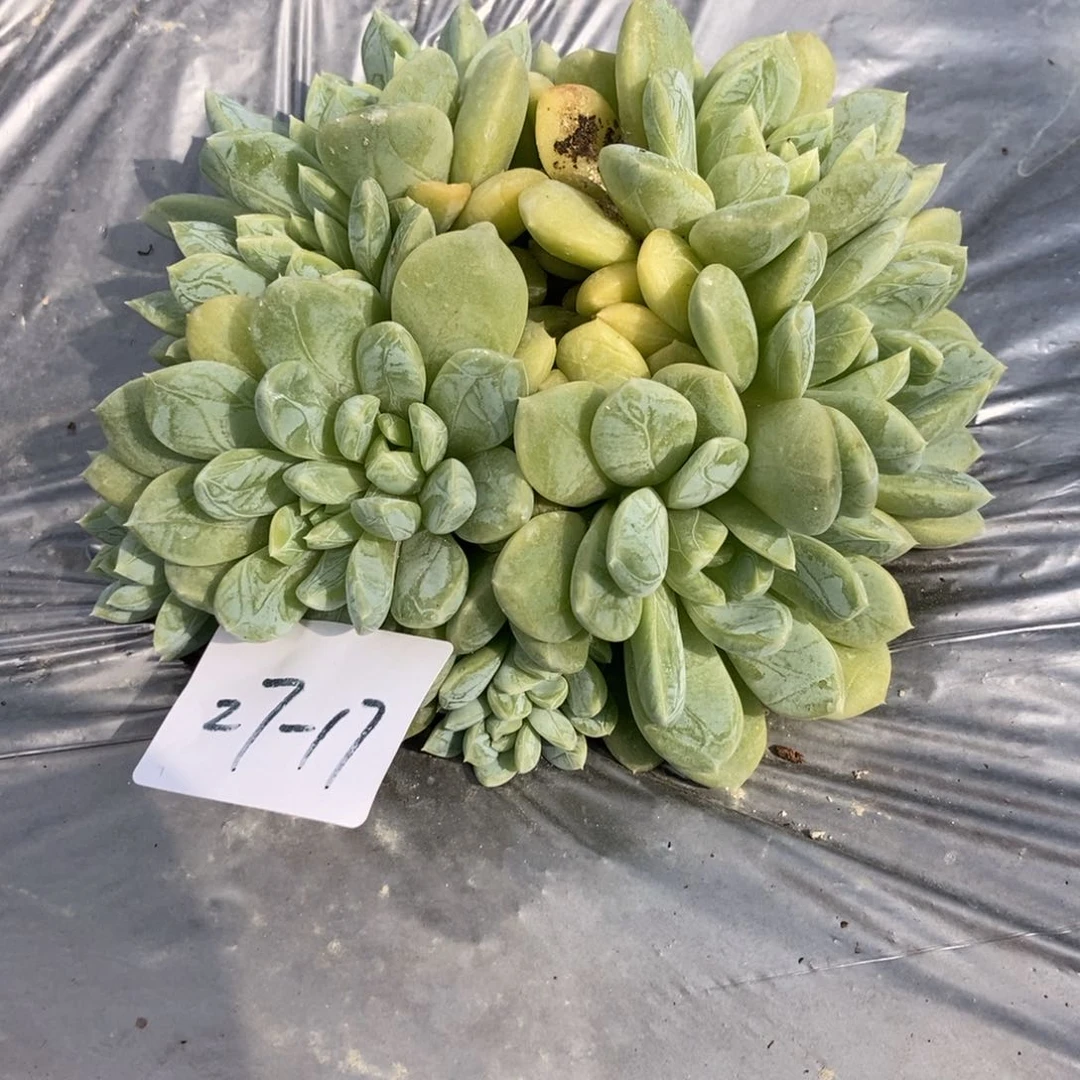 27-17百达翡翠一物一拍