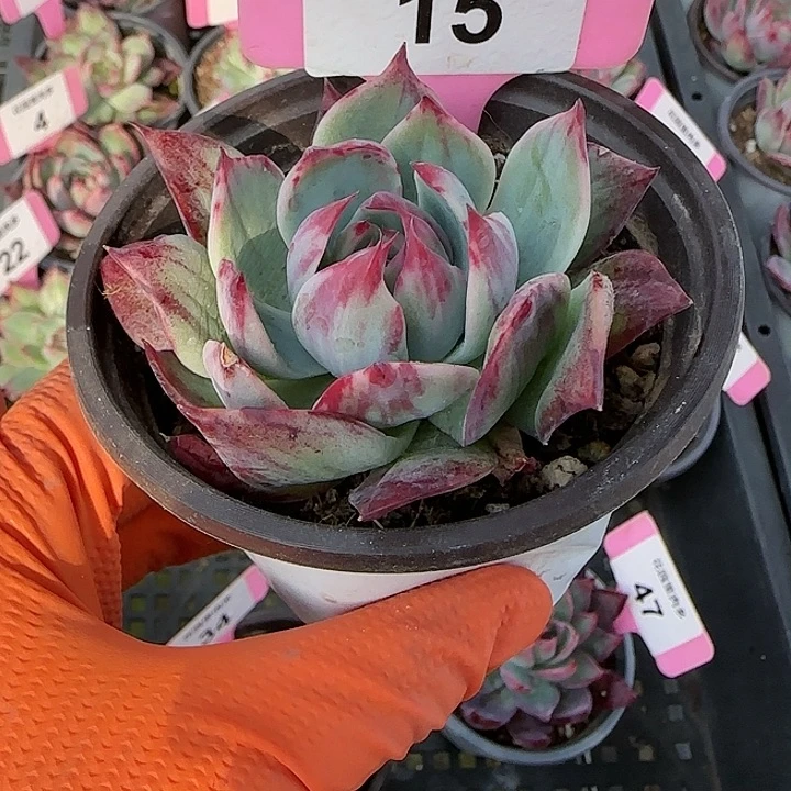 15 惊鸿仙子多肉植物6-9cm