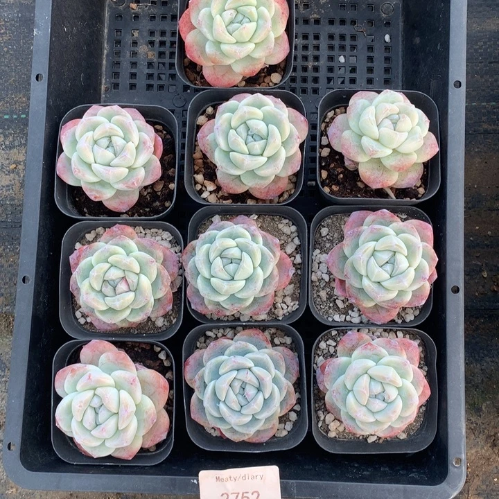 2752十颗冰玉脱土包邮