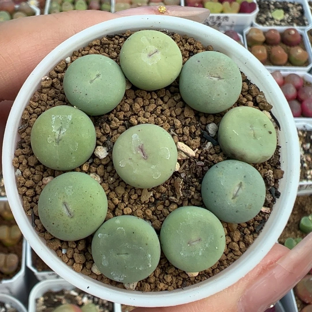 078大型红嘴裸根发货